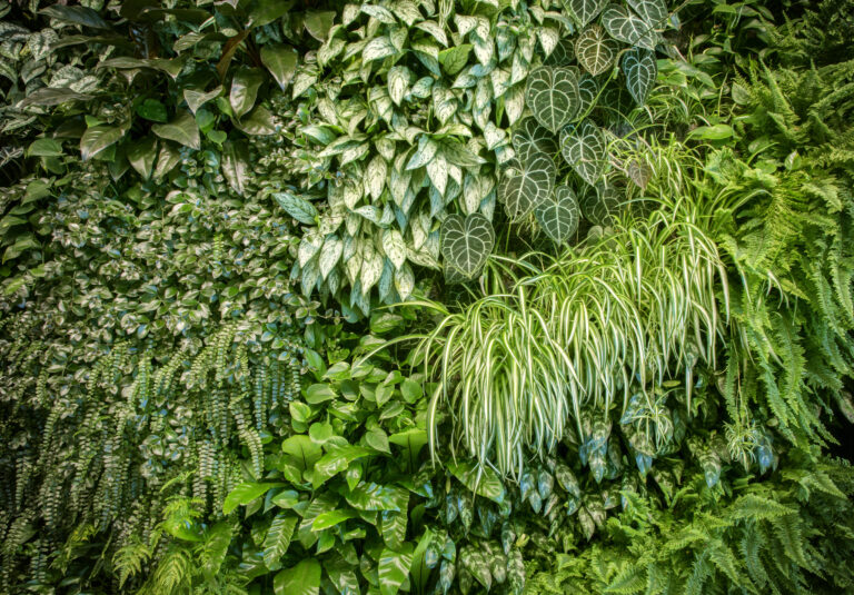 Grüne Wand, Fassadenbegrünung, Vertikalbegrünung, Rankpflanzen